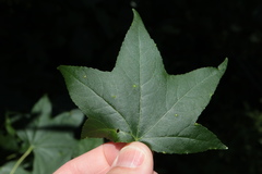 Diaspidiotus liquidambaris