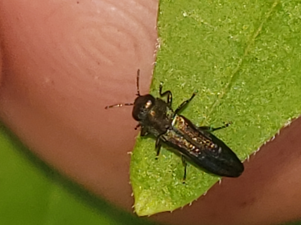 Agrilaxia flavimana