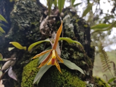 Epidendrum hagsateri