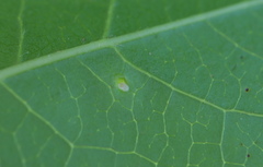 Diaspidiotus liquidambaris