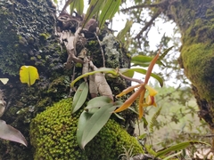Epidendrum hagsateri