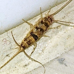 Thermobia domestica