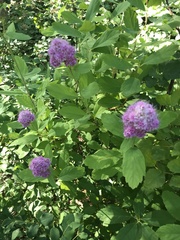 Spiraea × pyramidata