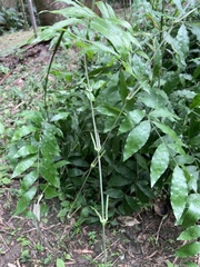 Desmoncus orthacanthos