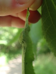 Pachypsylla celtidisumbilicus