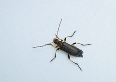 Cortodera femorata