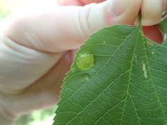Pachypsylla celtidisumbilicus
