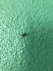 Evania appendigaster