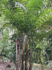 Bactris gasipaes