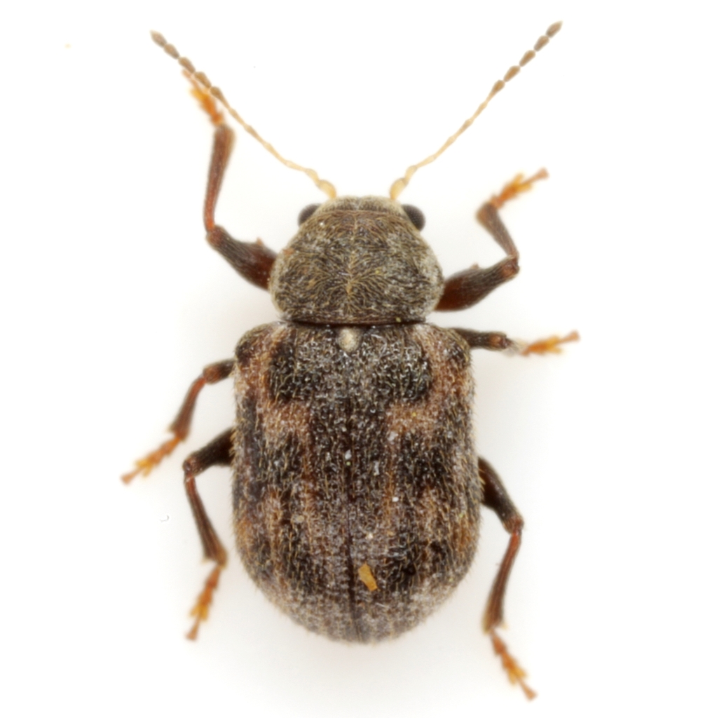Xanthonia