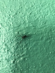 Evania appendigaster