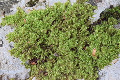 Ctenidium molluscum
