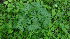 Trollius laxus laxus