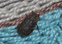 Trox scaber