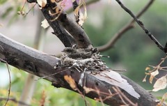 Pyrocephalus rubinus