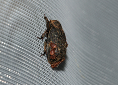 Trox scaber