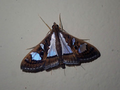 Glyphodes bivitralis