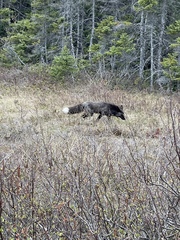 Vulpes vulpes deletrix