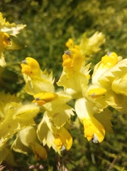 Rhinanthus alectorolophus