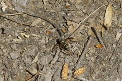 Sphiximorpha willistoni