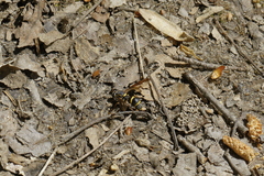 Sphiximorpha willistoni