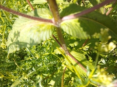 Rhinanthus alectorolophus