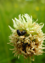 Cryptocephalus flavipes