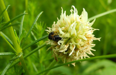 Cryptocephalus flavipes