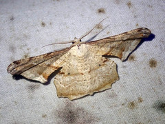 Gonodontis pallida