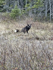 Vulpes vulpes deletrix