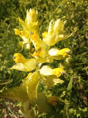 Rhinanthus alectorolophus