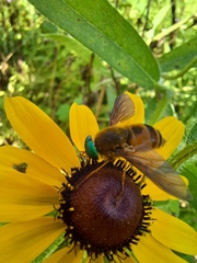 Esenbeckia incisuralis