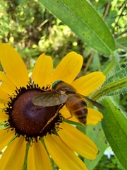 Esenbeckia incisuralis