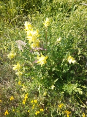 Rhinanthus alectorolophus