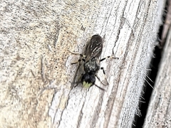 Hylaeus annulatus