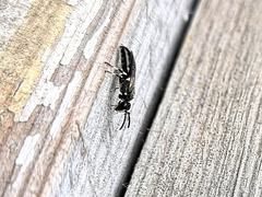 Hylaeus annulatus