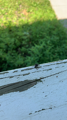 Salticidae