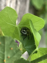 Nezara viridula