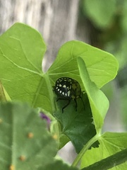 Nezara viridula
