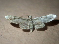 Gymnoscelis tristrigosa