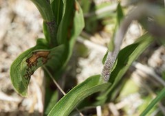 Epipactis atrorubens