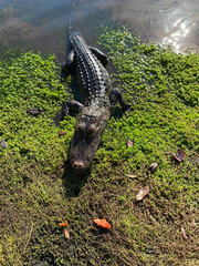 Alligator