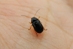 Cryptocephalus flavipes