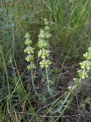 Sideritis fruticulosa