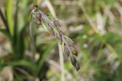 Epipactis atrorubens