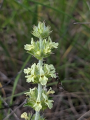 Sideritis fruticulosa