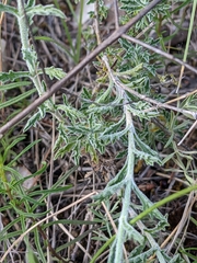 Sideritis fruticulosa
