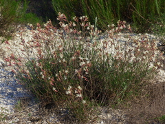 Silene supina