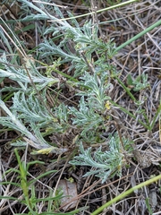 Sideritis fruticulosa