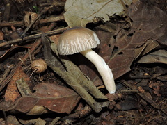 Russula puiggarii